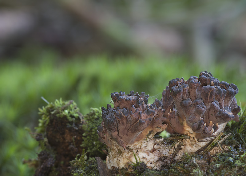 Ramaria testaceoflava